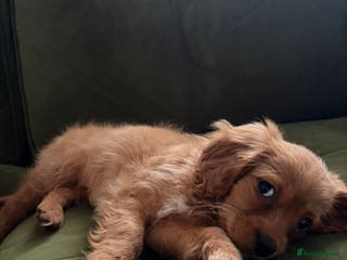 Cavapoo dogs Adorable female Cavapoo puppy needs rehoming - Advert 1