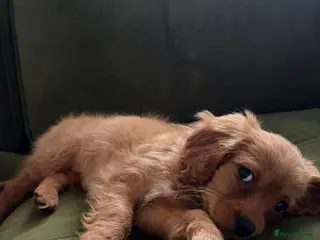 Cavapoo dogs REHOME - Adorable female Cavapoo puppy - Advert 13