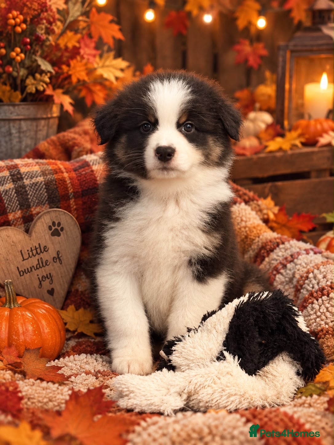 Australian Shepherd dogs Outstanding Merle/Black Tri KC Reg Puppies  - Advert 6