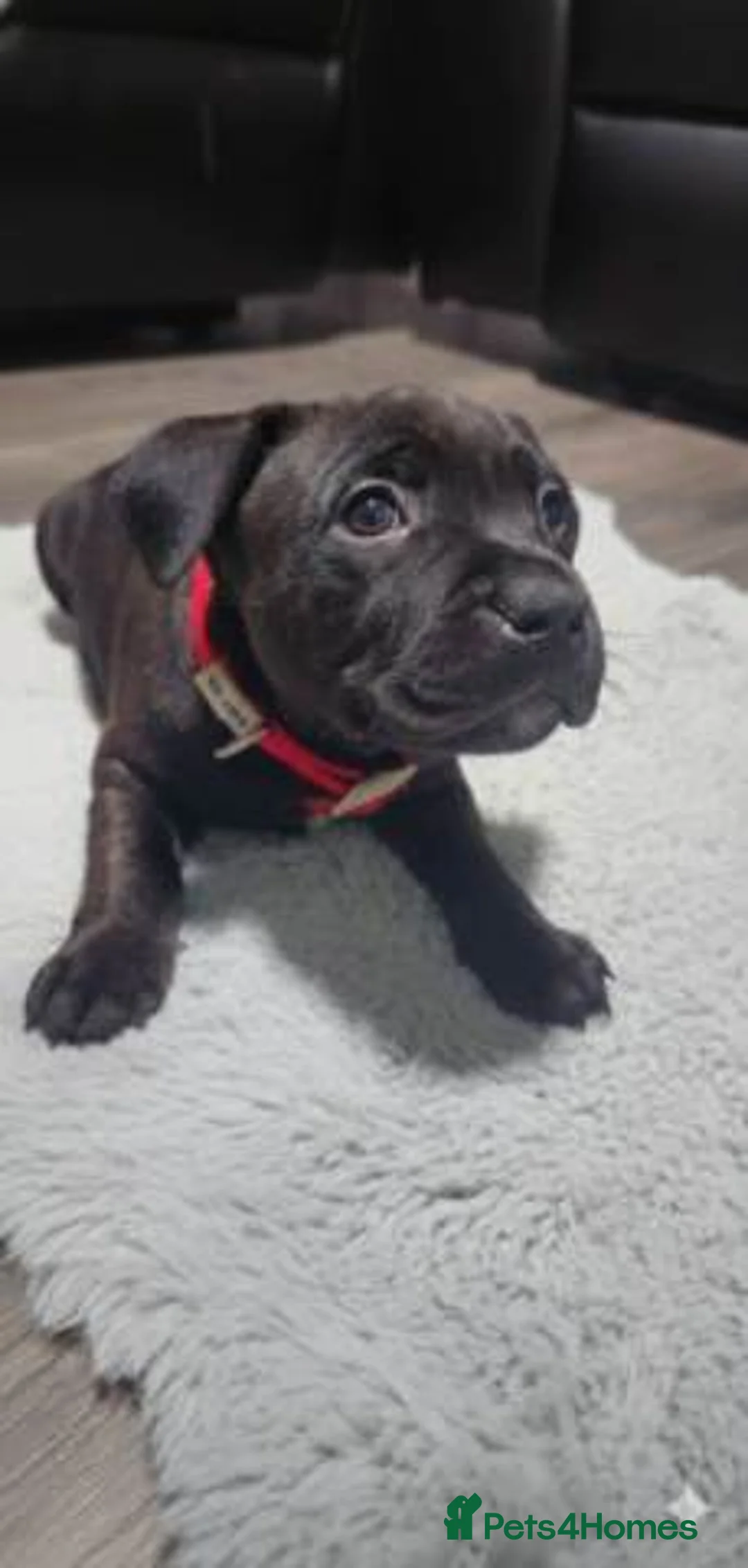 Staffordshire Bull Terrier dogs for sale: Stunning 100% Outstanding Staffy Puppies  - Advert 15