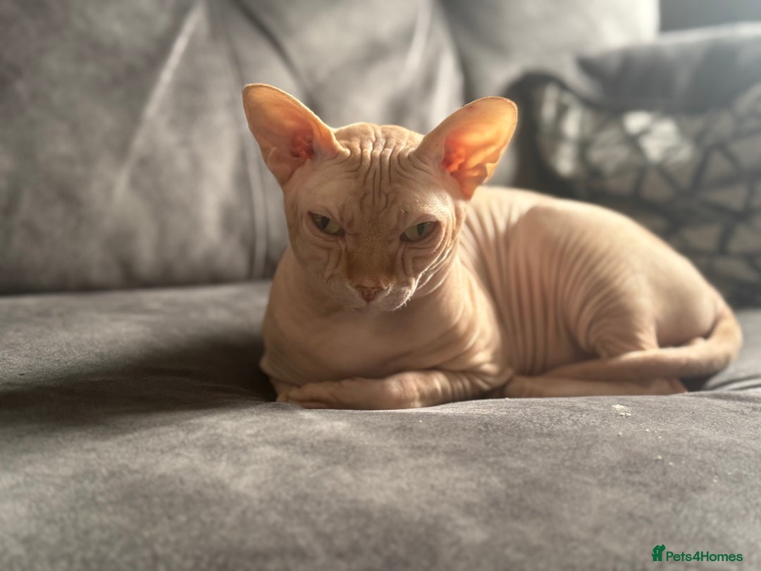 Sphynx cats for stud: Sphynx stud - Image 3