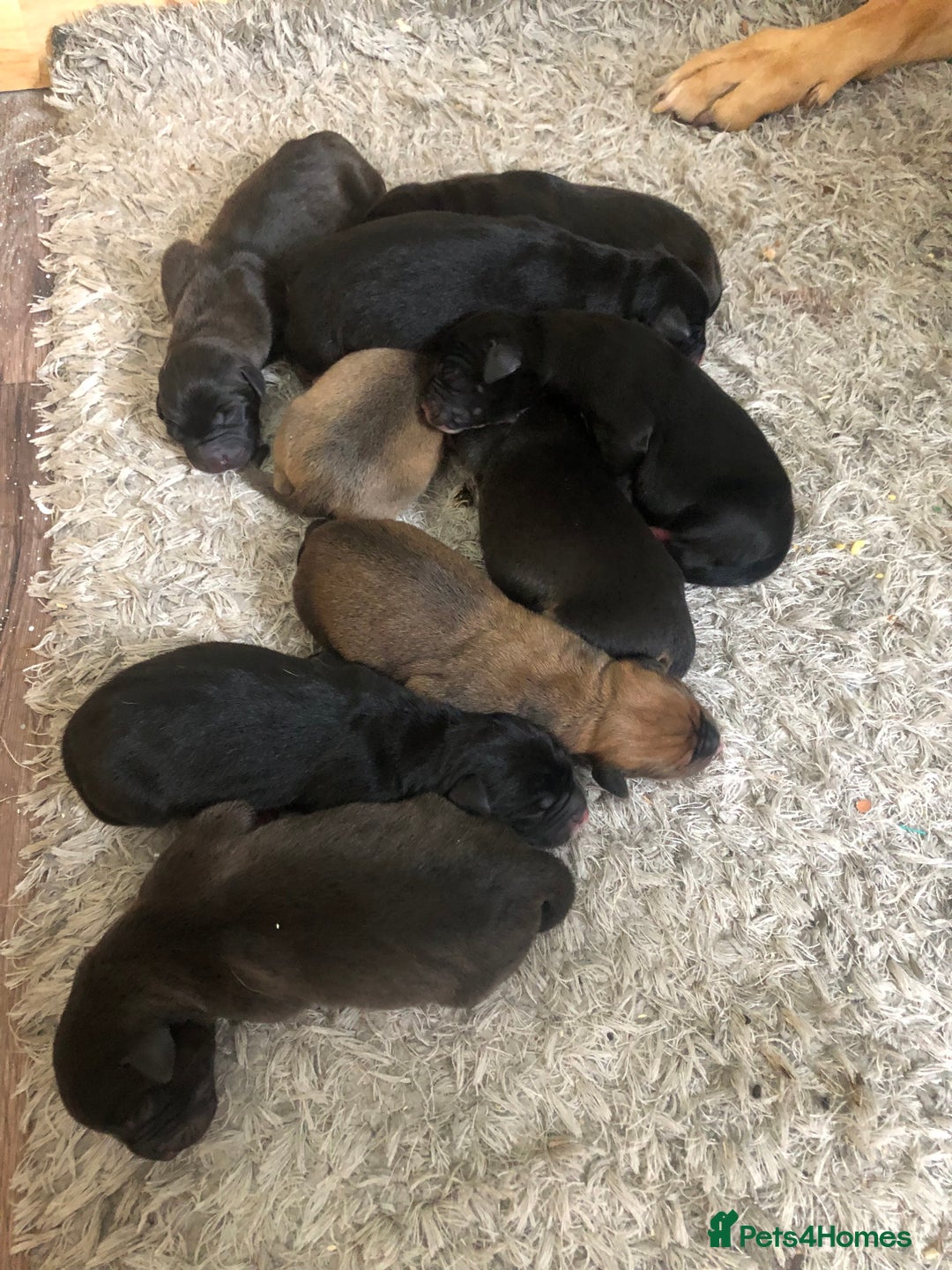 Mixed Breed dogs for sale: Lab cross puppies - Image 8