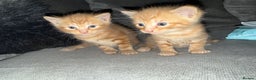 Mixed Breed cats for sale: Stunning kittens ready for new homes  - Advert 1