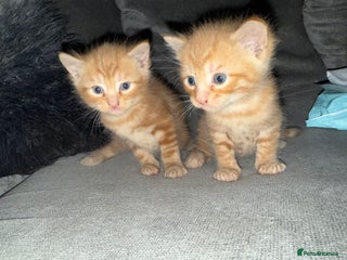 Mixed Breed cats Stunning kittens ready for new homes - Advert 1