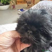 Shih Tzu dogs Dob 3/09/25 Kc 10 weeks old very tiny babies boys - Advert 1