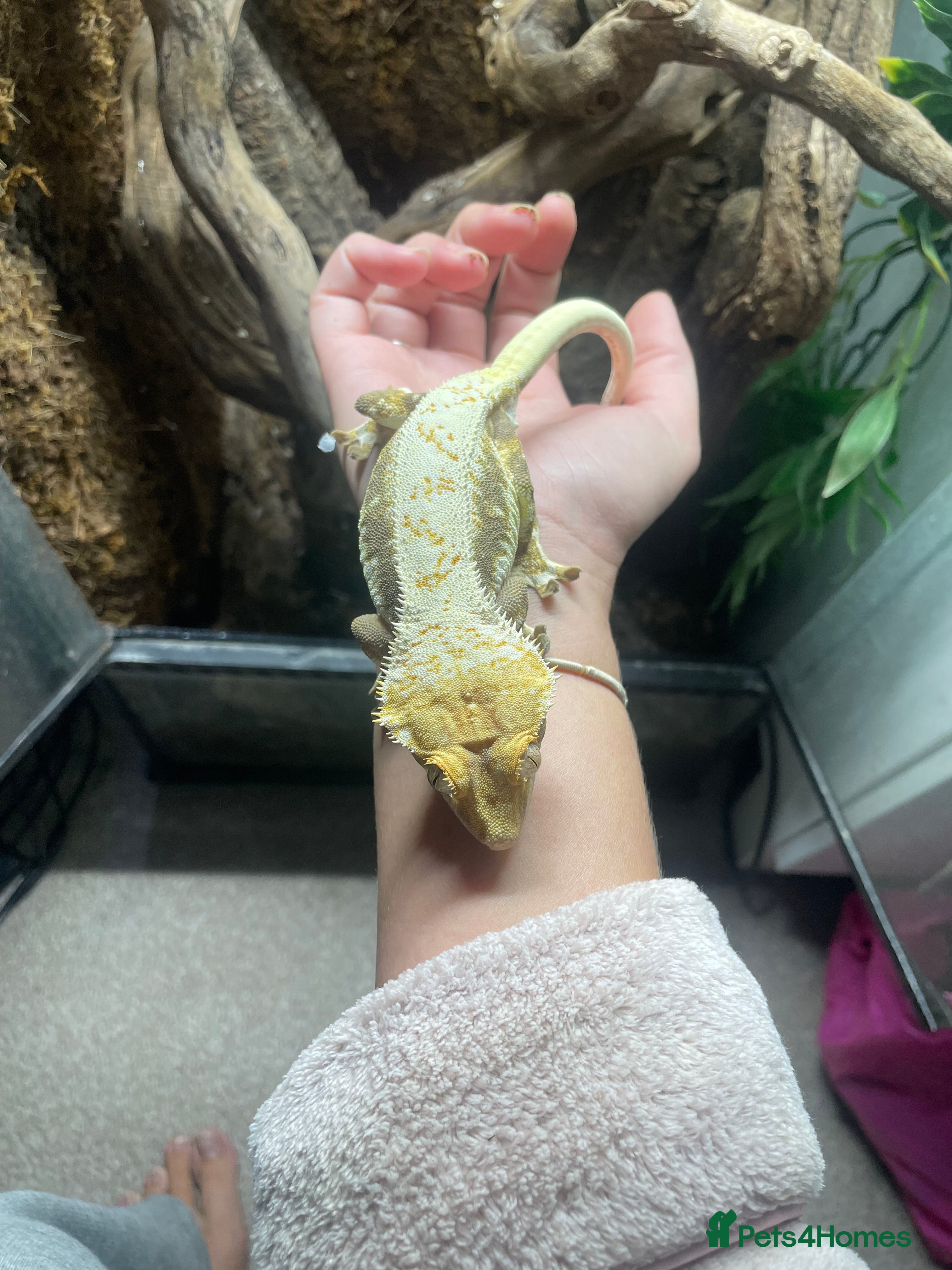 Gecko reptiles Lily White crested gecko.  - Advert 4