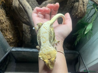 Gecko reptiles - Advert 1