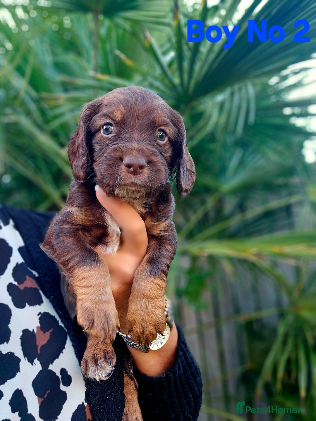 Cocker Spaniel dogs for sale: Cocker Spaniels - Image 10