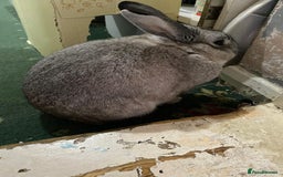 Mixed Breed rabbits for sale: Adorable Grey Male Bunny For Sale! - Image 7