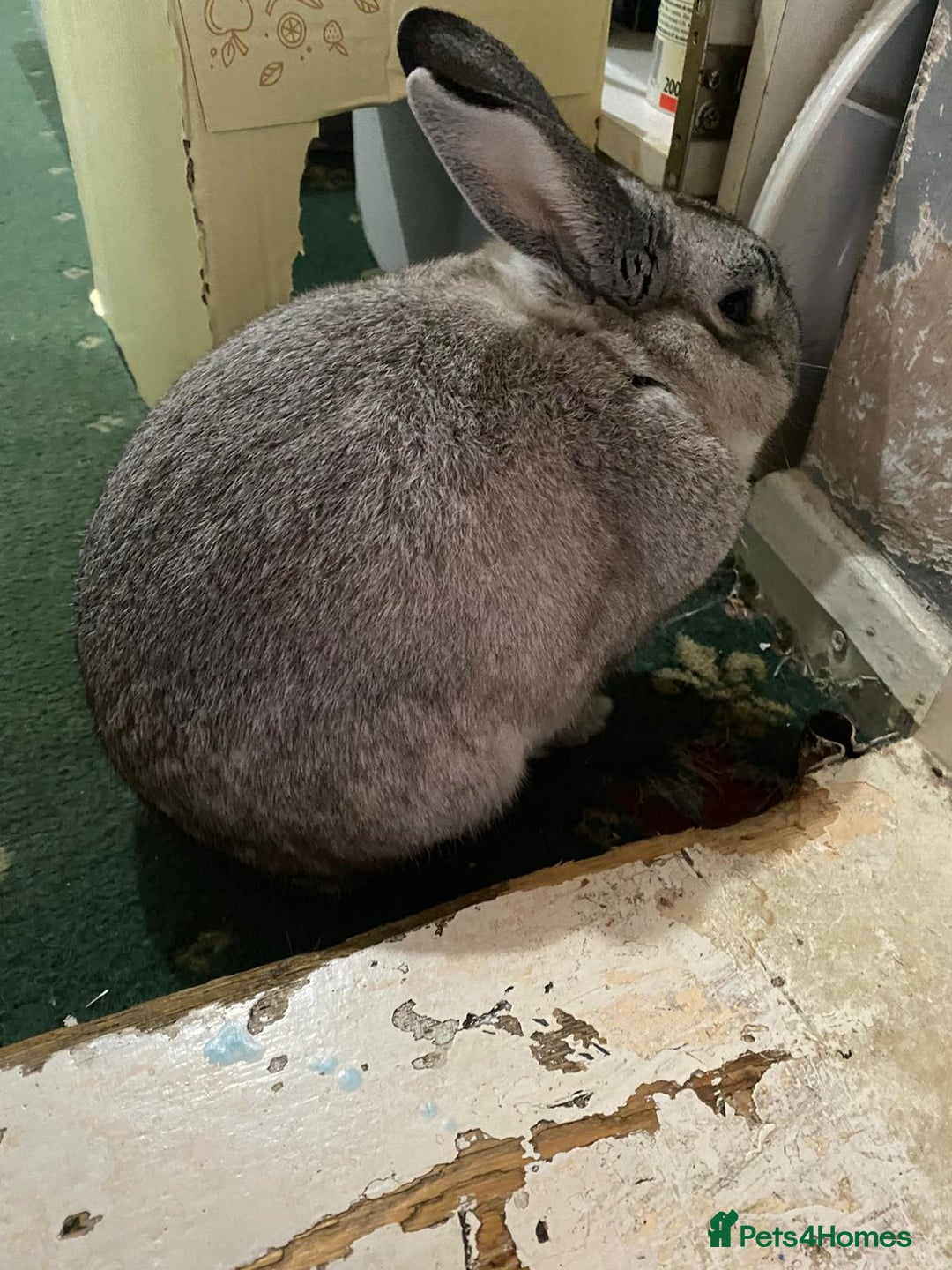 Mixed Breed rabbits for sale: Adorable Grey Male Bunny For Sale! - Image 7