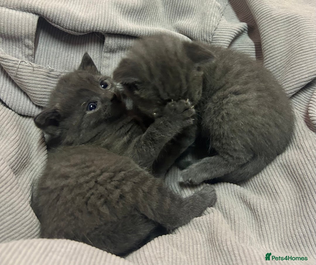 Russian Blue cats for sale: Two beautiful girl Russian blues 🫶 - Image 5