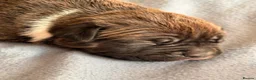 Mixed Breed dogs for sale: Unplanned litter  in Grimsby - Advert 5