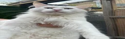 Maine Coon cats for sale: Maine coon cross boy kittens - Advert 23