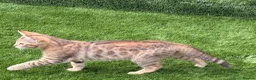 Mixed Breed cats for sale: Half bengal kittens  - Advert 12