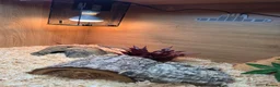 Corn Snake reptiles for sale: 2 cornsnakes full setup  in Ashton-under-Lyne - Advert 12