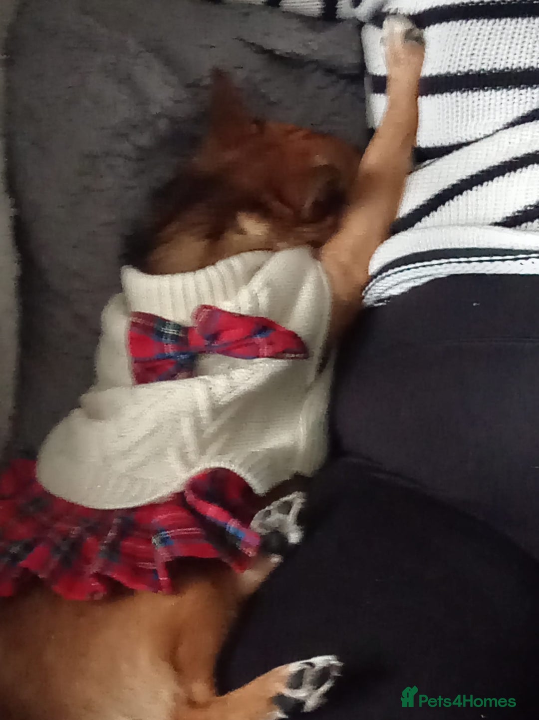 Mixed Breed dogs for sale: Bella  - Advert 5