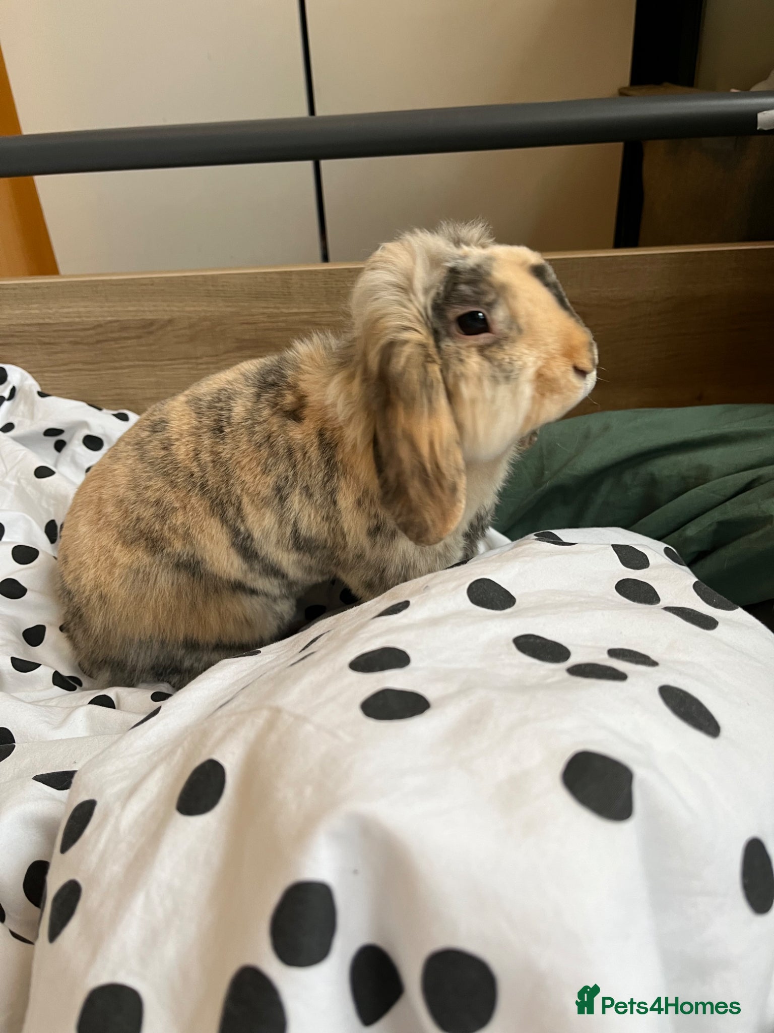 Mixed Breed rabbits Spayed Female House Rabbit  - Advert 3