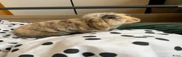 Mixed Breed rabbits for sale: Spayed Female House Rabbit  in London - Advert 1