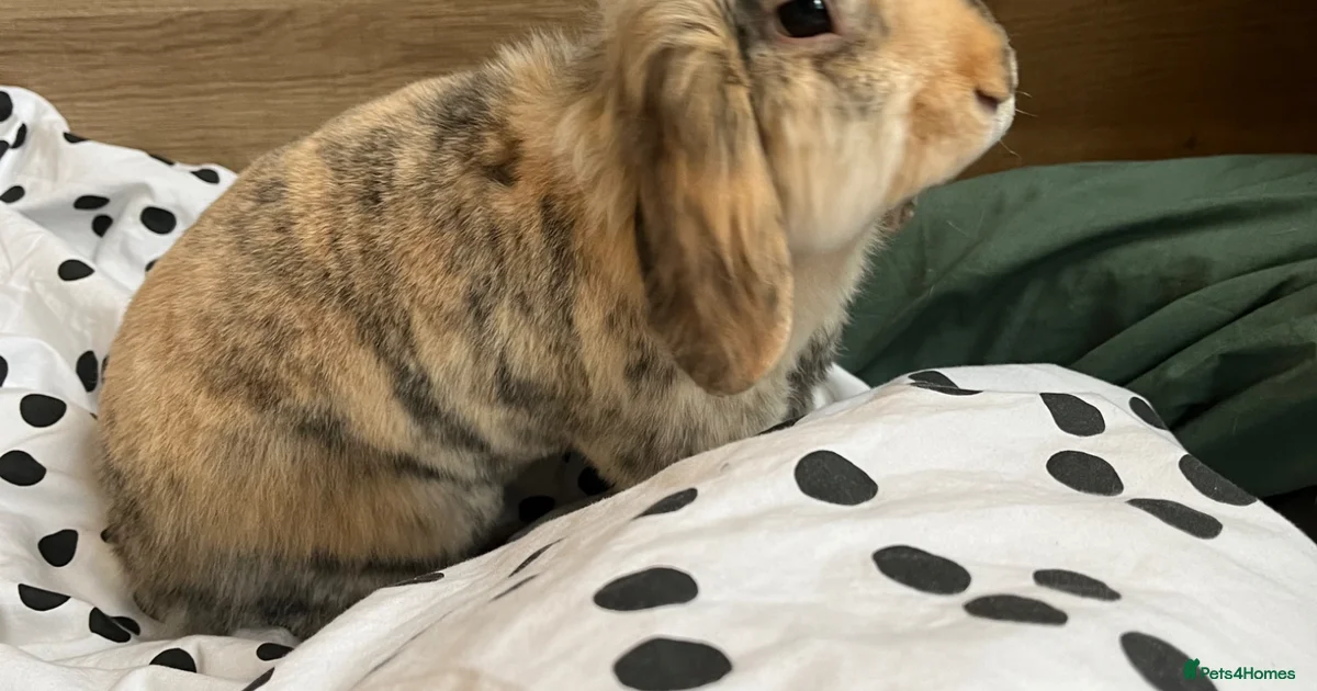 House Rabbits Uk Spayed Female House Rabbit for sale in London | Pets4Homes