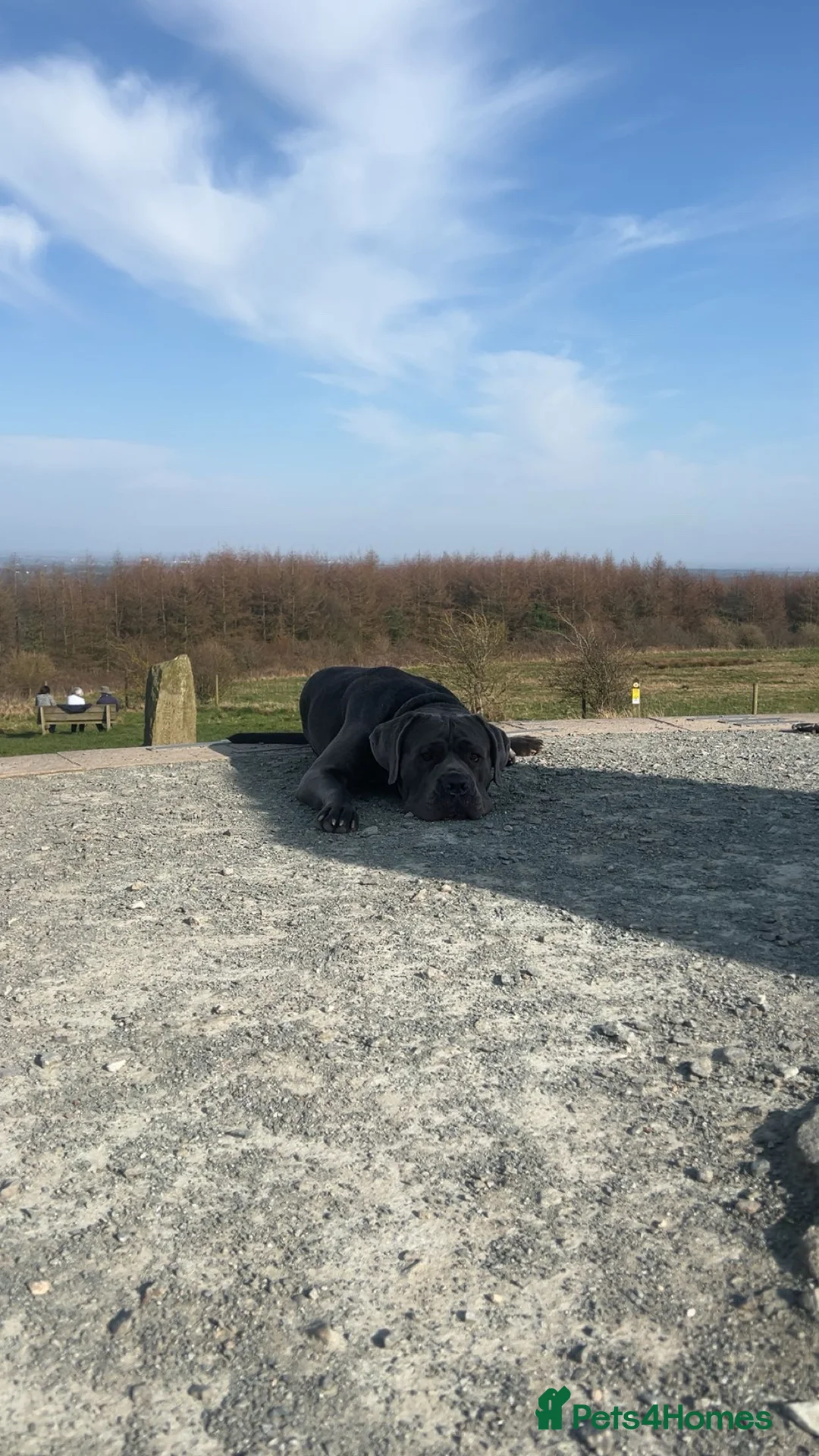 Cane Corso dogs for stud: Proven cane corso for stud  in Warrington - Advert 4