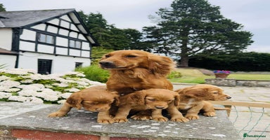 Cocker Spaniel dogs - Advert 9