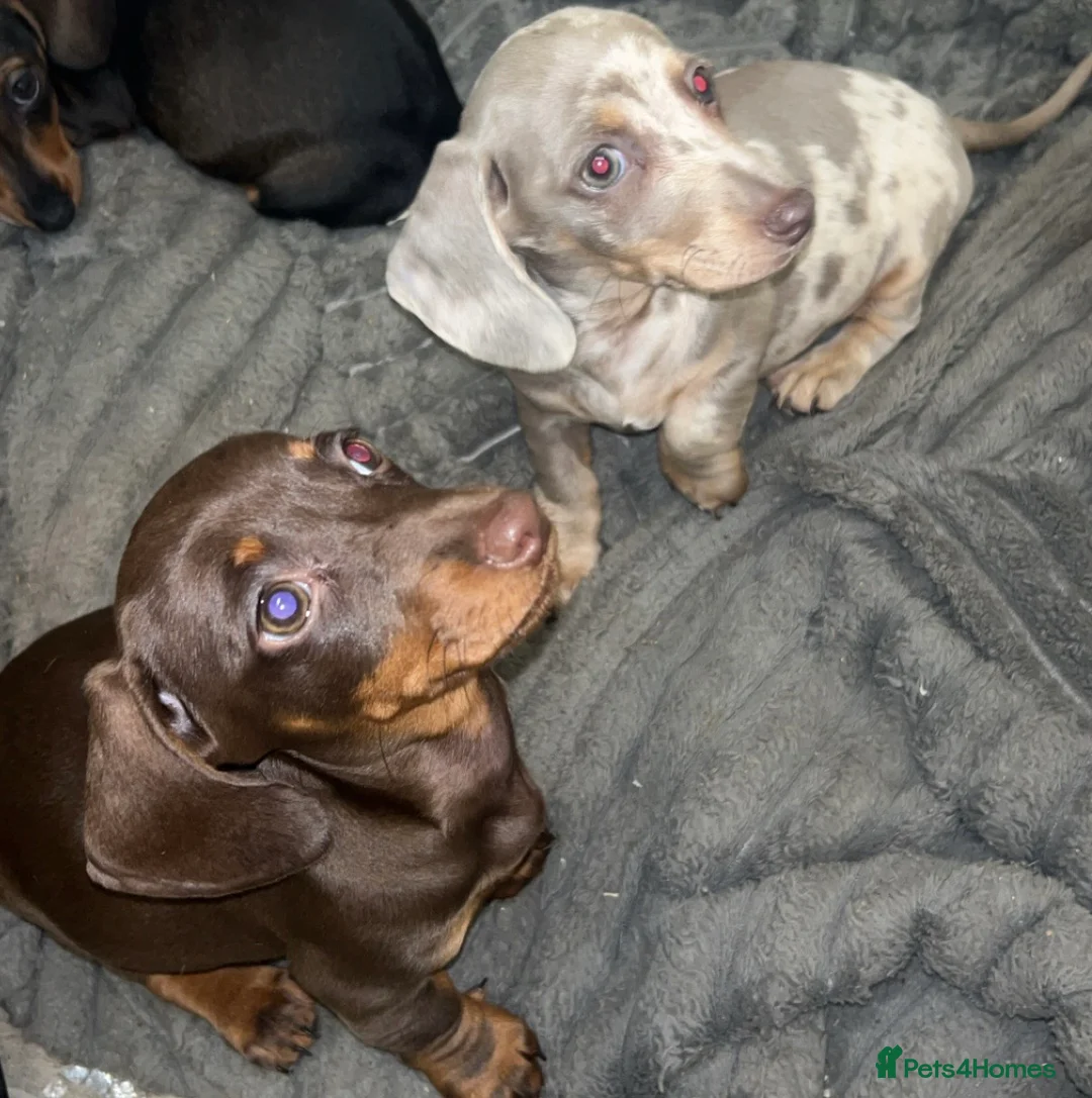 Dachshund dogs for sale: 3 females remaining ready now  - Advert 15