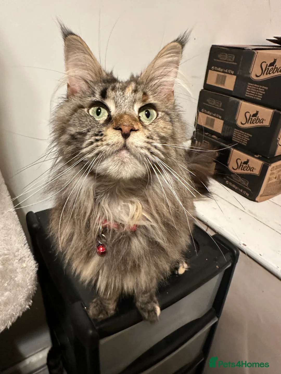 Maine Coon cats for sale: Pure breed Maincoon  - Advert 5