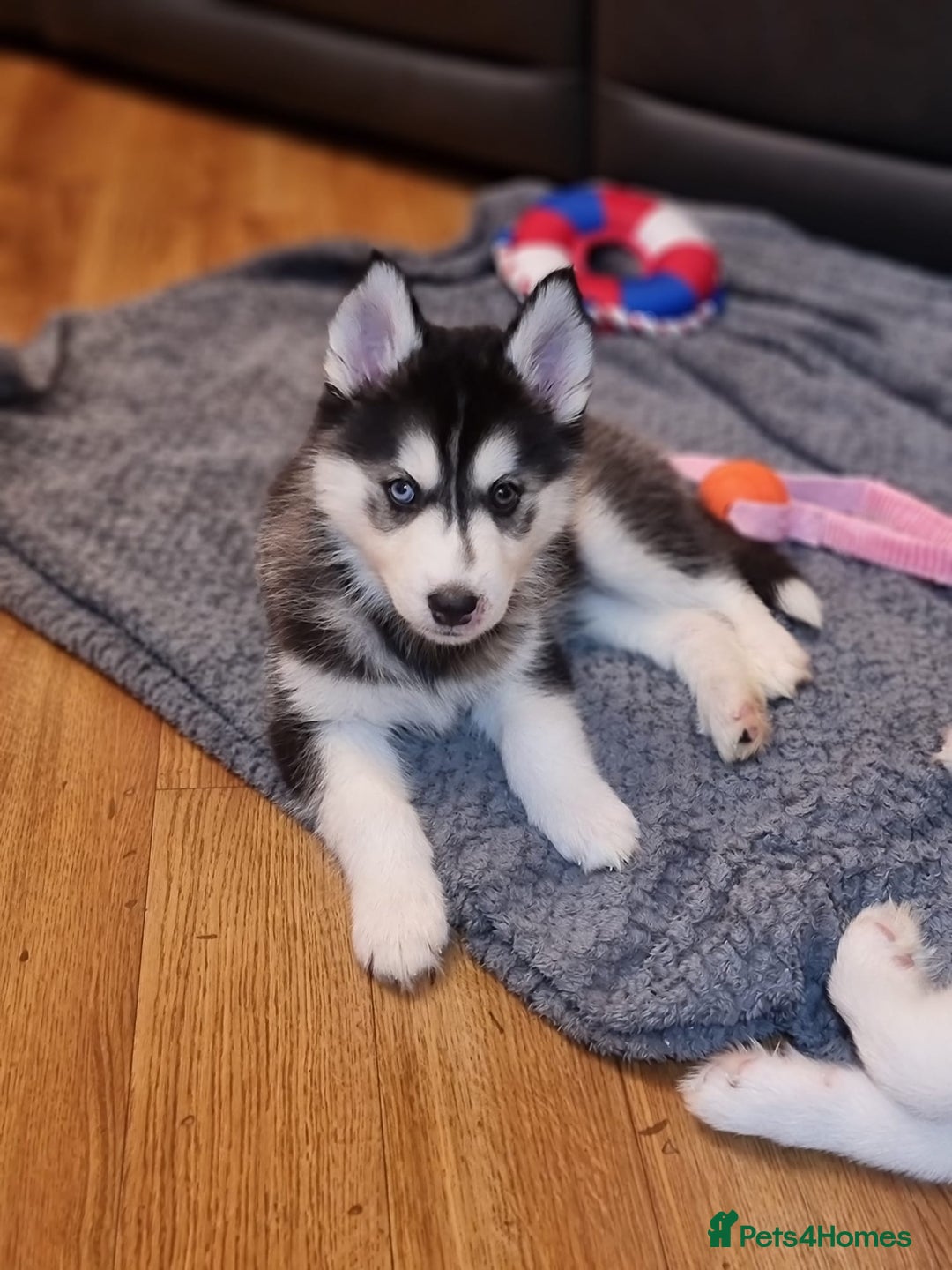 Siberian Husky dogs for sale: Siberian Husky Puppies/8 Weeks Old Glasgow 600each - Advert 2