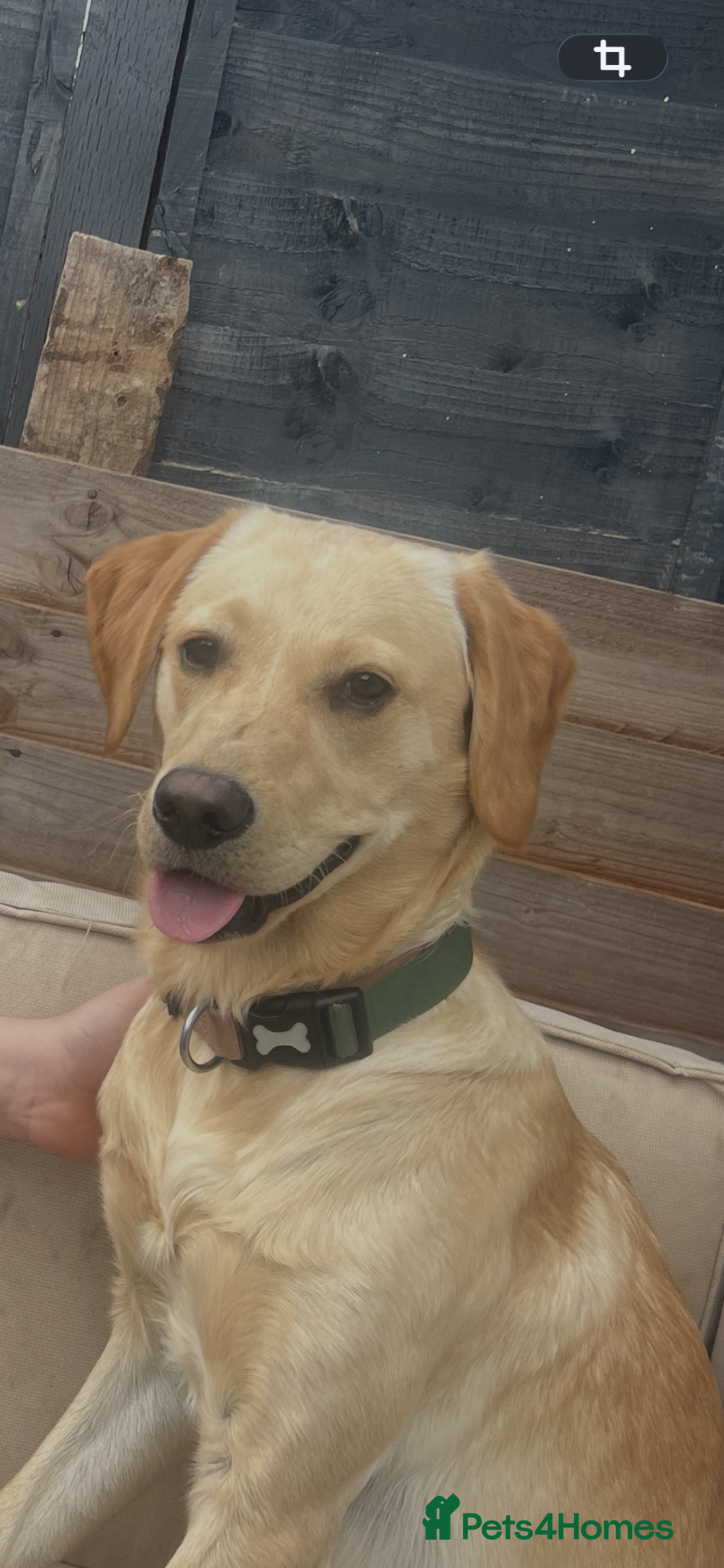Labrador Retriever dogs Marley the golden lab  - Advert 5