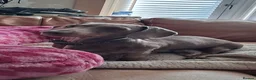 Miniature Dachshund dogs for sale: Beautiful Mini Dashound  - Advert 2