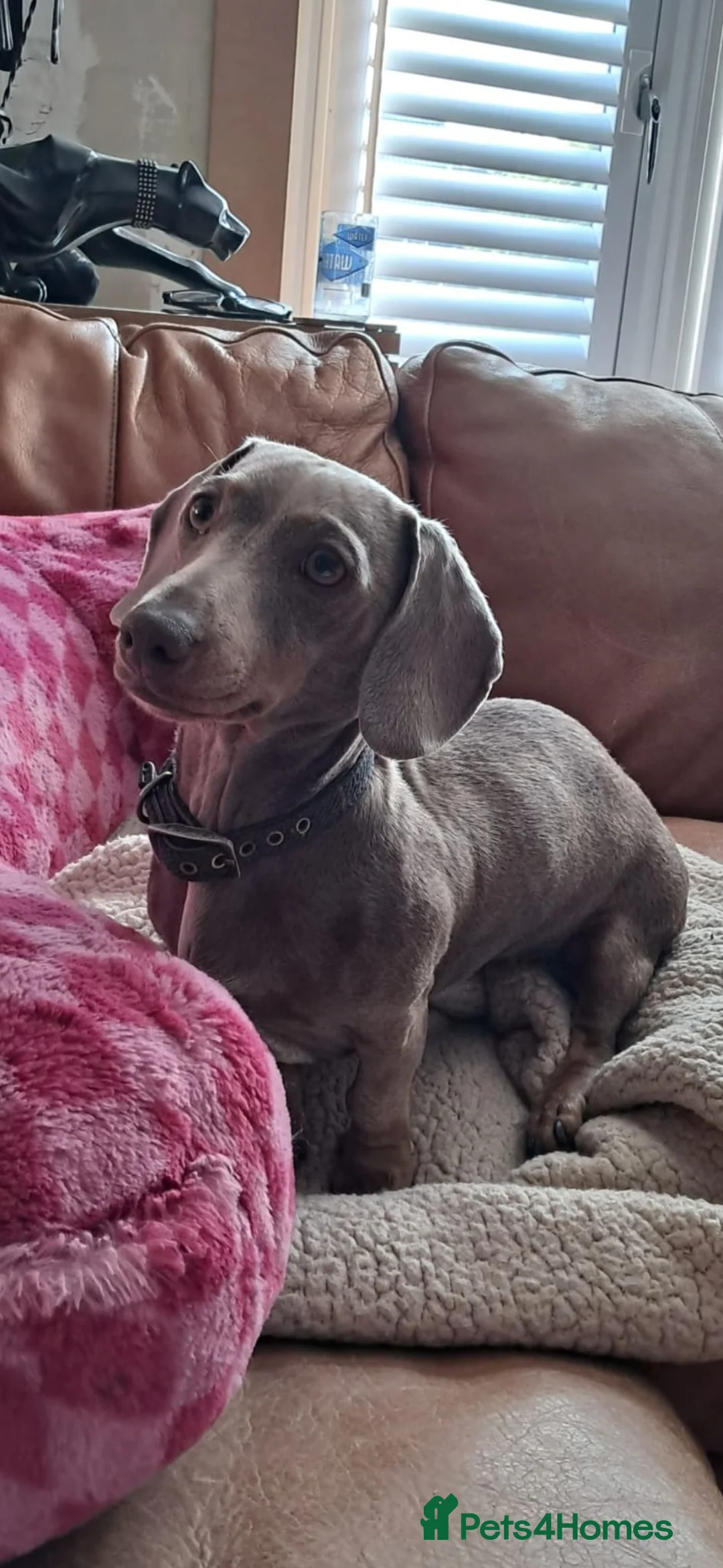 Miniature Dachshund dogs for sale: Beautiful Mini Dashound  - Advert 2