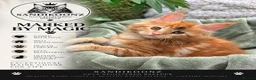 Maine Coon cats for sale: 7 x Stunning Maine Coon Kittens - Advert 20