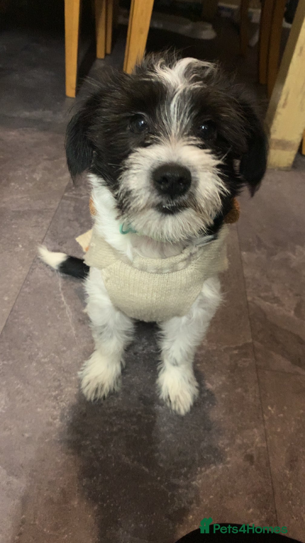 Jack Russell dogs Sad sale of our Old fashioned rough coated girl - Advert 8