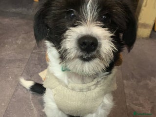 Jack Russell dogs Sad sale of our Old fashioned rough coated girl - Advert 8