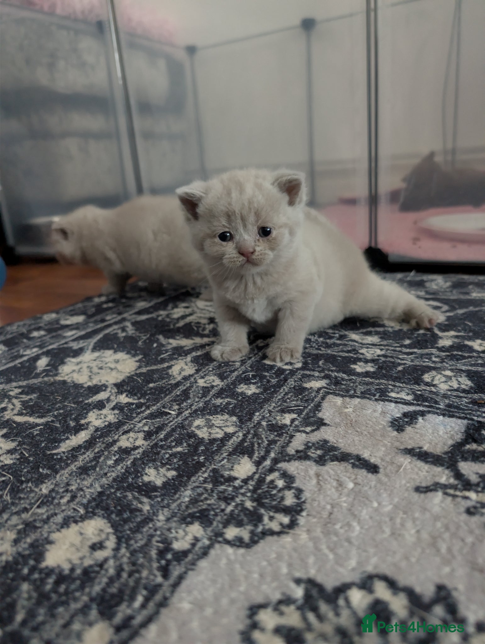 British Shorthair cats Full British short hair kittens - Advert 2