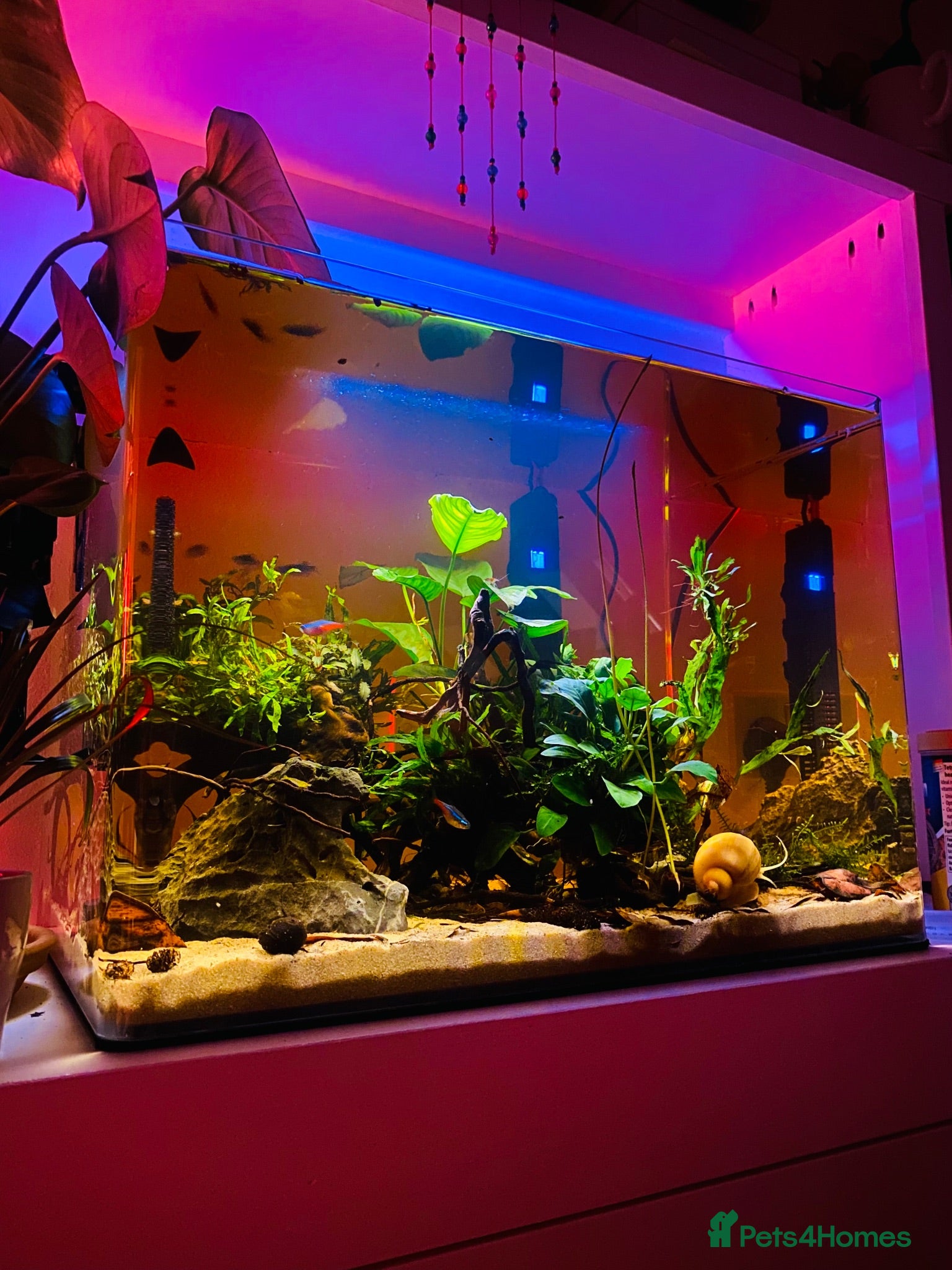 Tetras fish 🌿💞 70L Aquascape Setup - Advert 5