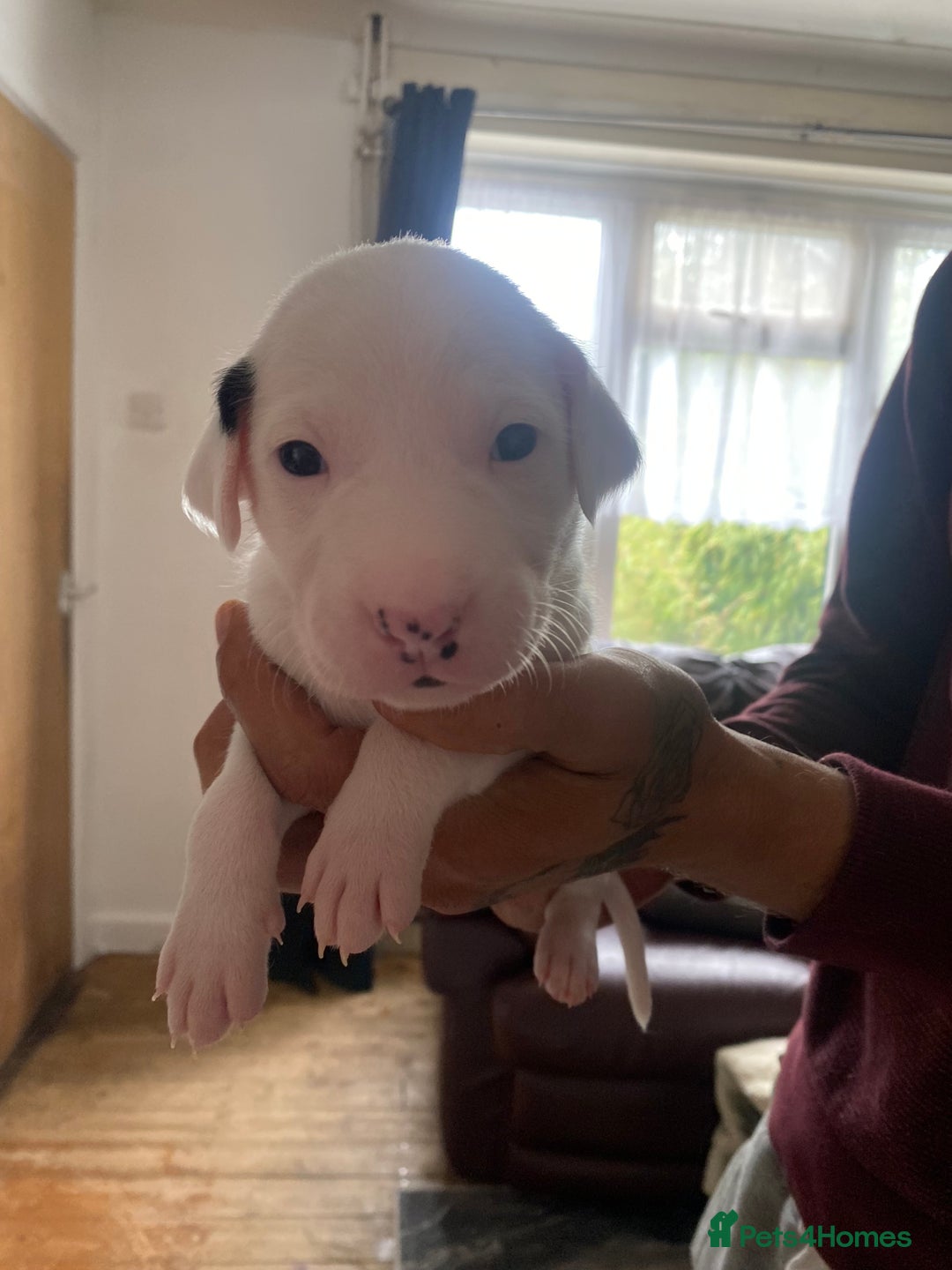 Mixed Breed dogs for sale: Lurcher puppies  - Image 4