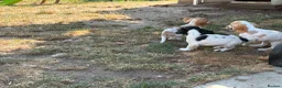 Cocker Spaniel dogs for sale: COCKER SPANIEL PUPPIES £1250 READY TO LEAVE  - Advert 12