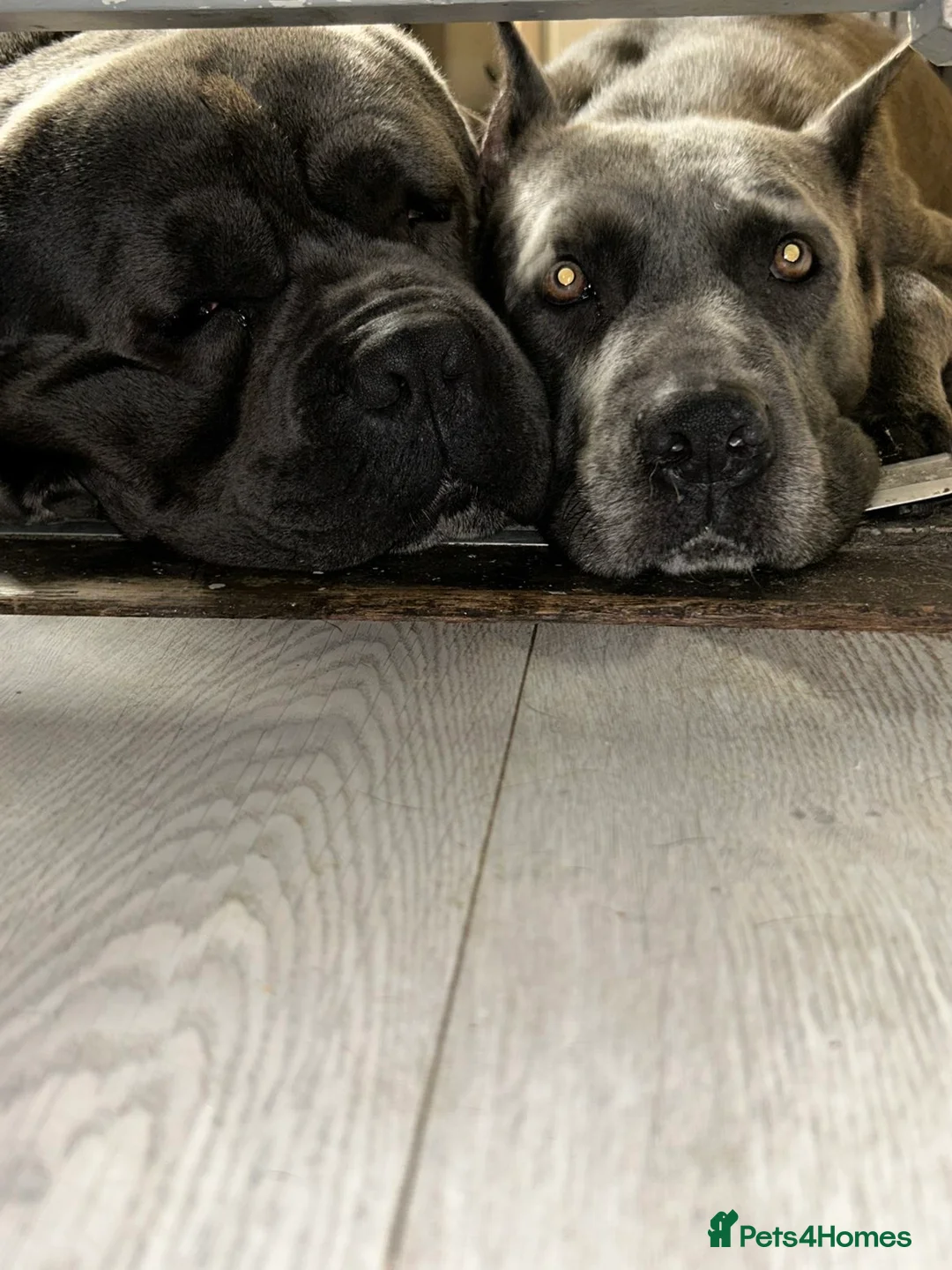 Cane Corso dogs for sale: Cane corso pups - Advert 6