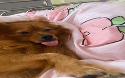 Pomeranian dogs for stud: Toronto  - Image 2