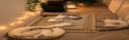 British Shorthair cats for sale: Gorgeous white British shorthair kittens 🐾 - Advert 2