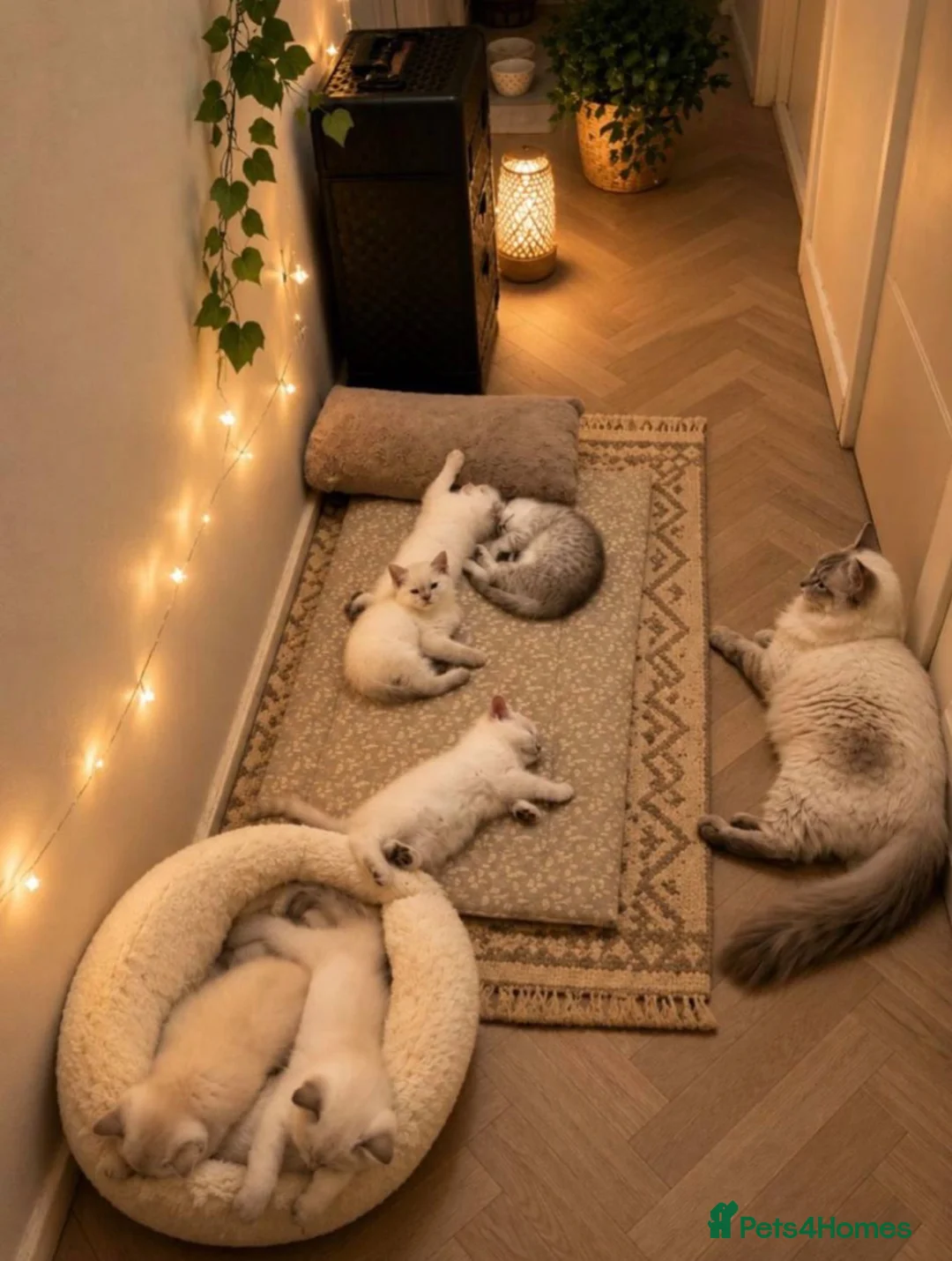 British Shorthair cats for sale: Gorgeous white British shorthair kittens 🐾 - Advert 2