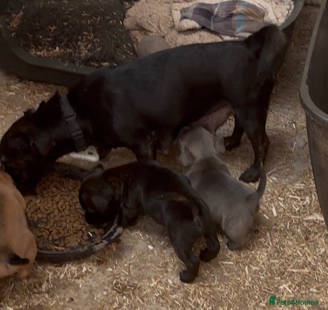 Jack Russell dogs Eye catching Jack Russell pups, with rare colours - Advert 2