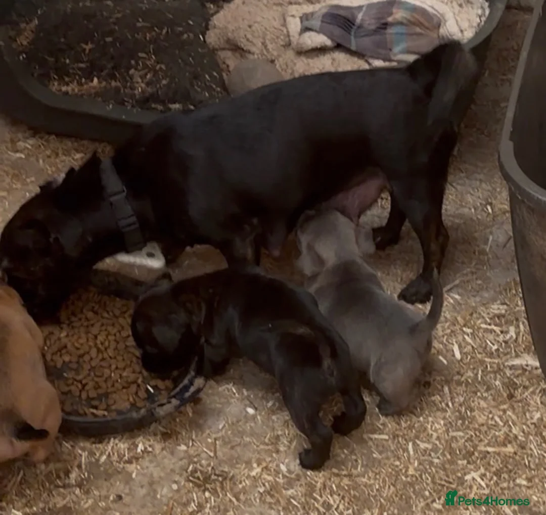Jack Russell dogs for sale: Eye catching Jack Russell pups, with rare colours - Advert 2