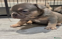French Bulldog dogs for sale: Isabella & lilac & tan chunky frenchies - Advert 4