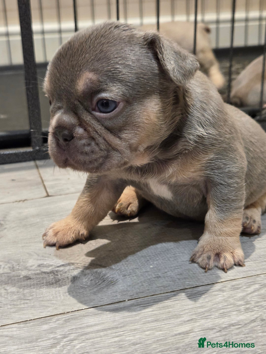 French Bulldog dogs for sale: Isabella & lilac & tan chunky frenchies - Advert 4