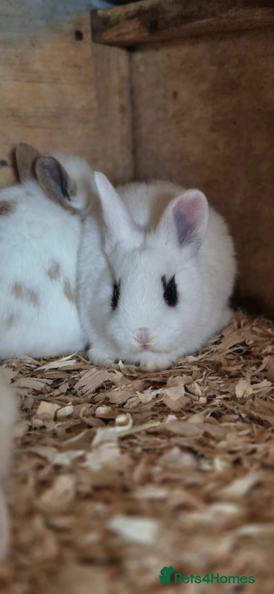 Mixed Breed rabbits for sale: BEAUTIFUL lop x lionhead babies - Advert 4