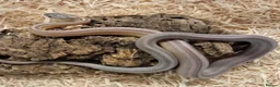 Corn Snake reptiles for sale: Beautiful, Captive-Bred Corn Snakes - Advert 5
