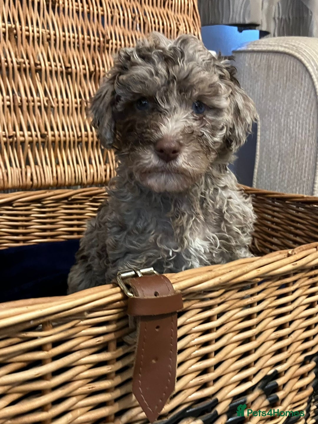 Cockapoo dogs for sale: Beautiful Rare Colour Cockapoo  - Image 5