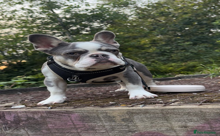 French Bulldog dogs - Advert 2